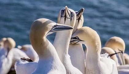 马拉维男篮在非洲锦标赛中表现出色，创造历史新纪录，非洲马拉维说什么语言