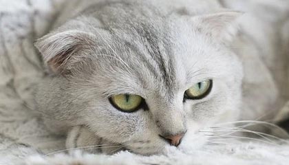 马拉维男篮在非洲锦标赛中表现出色，创造历史新纪录，非洲马拉维说什么语言